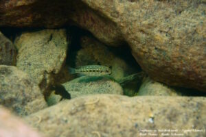 Tropheops sp. 'red cheek north' Ngwasi